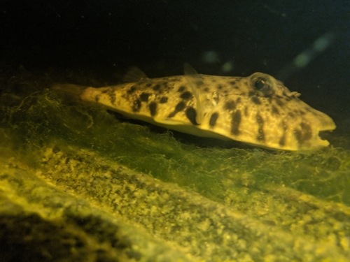 Southern Puffer