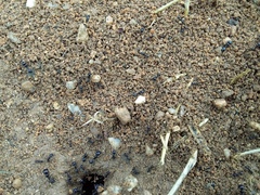 Messor barbarus