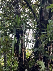 Guzmania lingulata