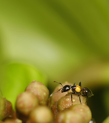 Crematogaster inflata