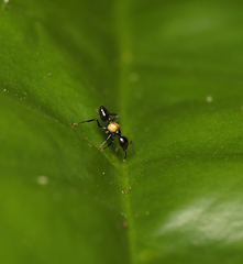 Crematogaster inflata