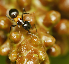 Crematogaster inflata