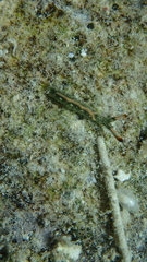 Thuridilla carlsoni