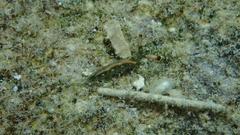 Thuridilla carlsoni