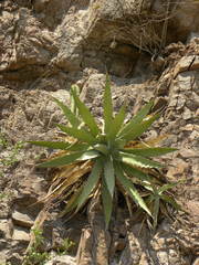 Agave xylonacantha