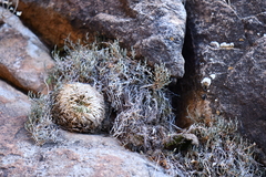 Selaginella pilifera