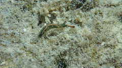 Thuridilla carlsoni
