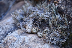 Selaginella pilifera