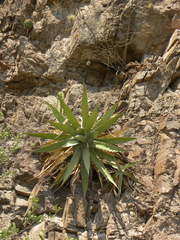Agave xylonacantha