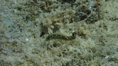 Thuridilla carlsoni