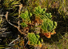 Gentianella impressinervia