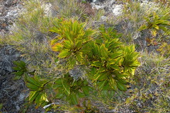 Aciphylla similis