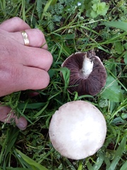 Agaricus campestris