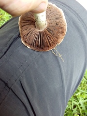 Agaricus campestris