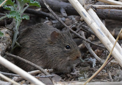 Sigmodon ochrognathus