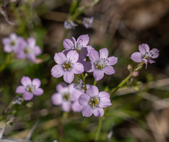 Gilia flavocincta