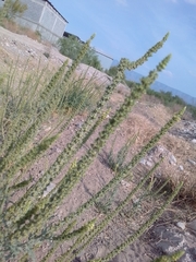 Reseda luteola