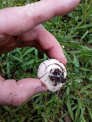 Agaricus campestris