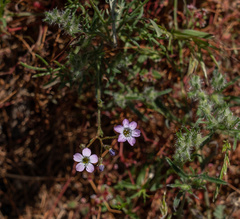 Gilia flavocincta
