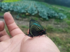 Atlides polybe