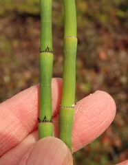 Equisetum laevigatum