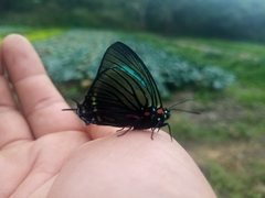 Atlides polybe