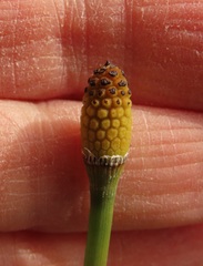 Equisetum laevigatum
