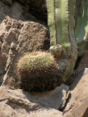 Mammillaria gigantea