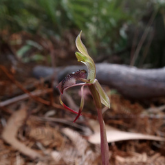 Chiloglottis reflexa