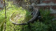 Ctenosaura similis