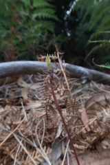 Chiloglottis reflexa