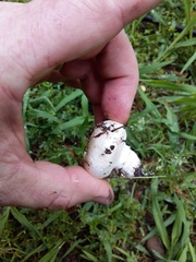 Agaricus campestris