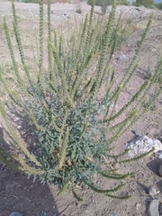 Reseda luteola