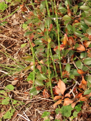 Equisetum laevigatum