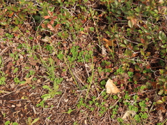 Equisetum laevigatum