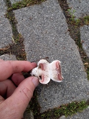 Agaricus campestris