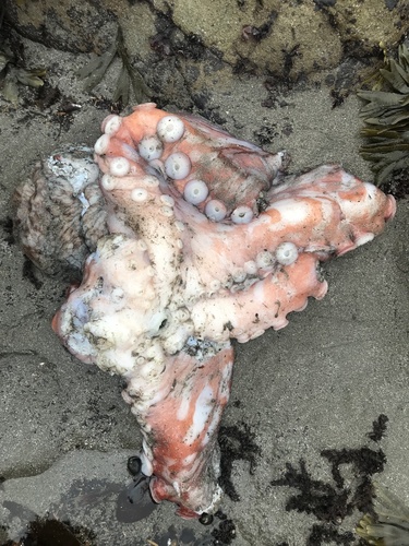 Giant Pacific Octopus photographed in Oregon