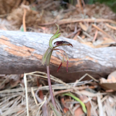 Chiloglottis reflexa