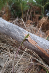 Chiloglottis reflexa