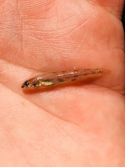 Etheostoma chlorosoma