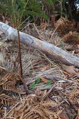 Chiloglottis reflexa