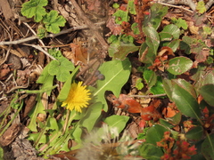Taraxacum