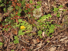 Taraxacum