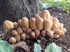 Coprinellus micaceus