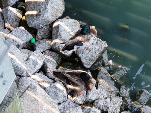 Mallard photographed in South Carolina