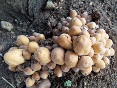 Coprinellus micaceus