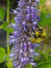 Bombus vandykei