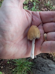 Coprinellus micaceus