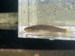 Etheostoma whipplei