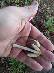 Coprinellus micaceus
